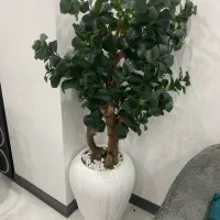 درختچه به همراه گلدان|صنایع دستی و سایر لوازم تزئینی|نور, |دیوار