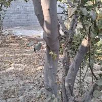 باسلام خرید انواع چوب باغی به بهترین قیمت