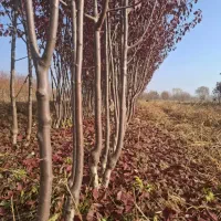 نهالستان طلا سبز حسینیان|خدمات باغبانی و درختکاری|میاندوآب, |دیوار