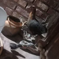مرغ دورگه