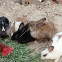 خرگوش نر و ماده|موش و خرگوش|زهک, |دیوار