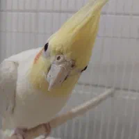 عروس هلندی و قناری|پرنده|اراک, |دیوار