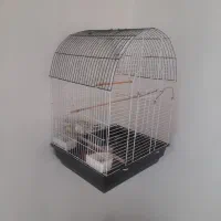 عروس هلندی با قفس|پرنده|شاهین‌شهر, گرگاب|دیوار