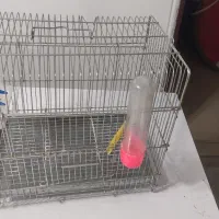 قفس|لوازم جانبی حیوانات|سنندج, |دیوار