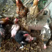 مرغ رسمی تخم گذار|حیوانات مزرعه|هشتگرد, تهران دشت|دیوار