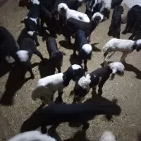 بره شیری درجه یک با ضمانت سالمی