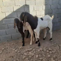 بزغاله چبش تکه