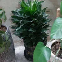 گل وگلدون|گل و گیاه طبیعی|مشهد, شریف|دیوار