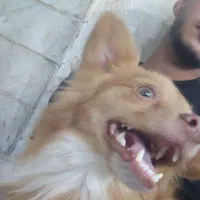 سگ گمشده|سگ|تهران, مسعودیه|دیوار