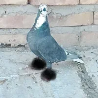 نر عتیقه|پرنده|ایرانشهر, |دیوار