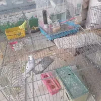 مرغ عشق با جوجه|پرنده|مروست, |دیوار