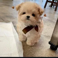 سگ گوگولی جیبی شیتزوپودل|سگ|تهران, جنت‌آباد جنوبی|دیوار