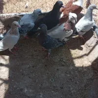 کبوتر