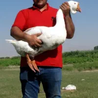 قوغاز لیندا اصل