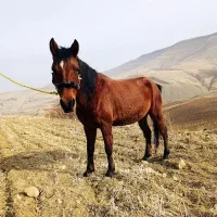 اسب مادیان کورد عرب