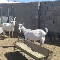 بزوکولارسانن