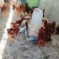 خروس