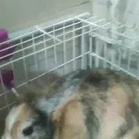 واگزاری یک خرگوش مینی لوپ نر|موش و خرگوش|نسیم‌شهر, |دیوار