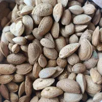 بادام شیرین ایرانی