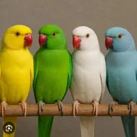 گرینچیک گیرینچیک ملنگو  گالارز