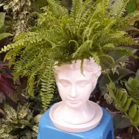 گل آپارتمانی بنت به خاطر روز مادر ارزون زدم|گل و گیاه طبیعی|تبریز, |دیوار