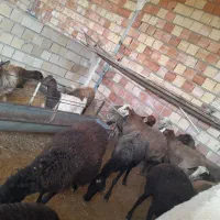 بره میش بز بزغاله|حیوانات مزرعه|محمدیه-قزوین, |دیوار