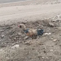 لاری ریشی جوان|حیوانات مزرعه|شهمیرزاد, |دیوار