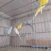 تعدادی مرغ عشق