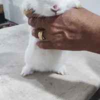 خرگوش|موش و خرگوش|ارومیه, |دیوار