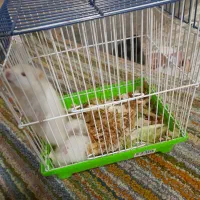 فروش ۳ عدد هَمِستر سفیدبرفی زیبا و خوشگل با قفس نو