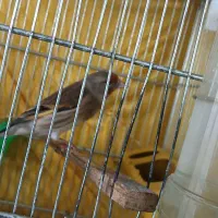 سره قناری|پرنده|ری, شهادت|دیوار