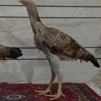 نوجه خروس لاری. نژاد پر مرغی|حیوانات مزرعه|قم, باسکول|دیوار