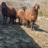 بره چاق میش قوچ شیشک کوهه افشاری ترکی کشتی داشتی