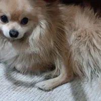 پامر نر بوفیس یکساله تراکم موی بالا