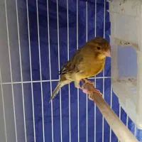 قناری نروماده بسیار آماده به شرط میدم|پرنده|مشهد, قائم|دیوار