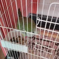 یک عدد|پرنده|ماهدشت, |دیوار