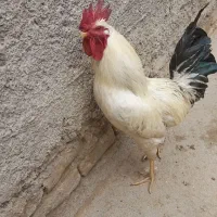 خروس سفید