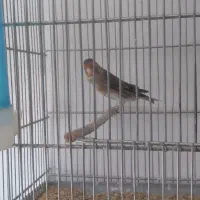 سهره|پرنده|هشتگرد, شهرک ریحانه|دیوار