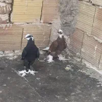 کبوتر رفته