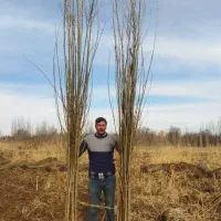 نهال صنوبر نیگراوکبوده تبریزی سوددهی تضمینی سلماس