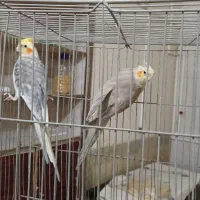 یک جفت عرووس مولد