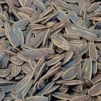 تخمه گل آفتاب کانادایی