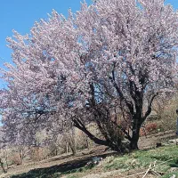 کار در منزل با گوشی