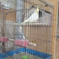 جفت عروس هلندی