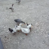 چهار تا غاز چهارتا اوردک|حیوانات مزرعه|کرمانشاه, |دیوار