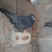 کبوتر سینه و سیاه بهبهانی|پرنده|مرودشت, کناره|دیوار