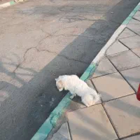 سگ پا کوتا|سگ|شهر ری, تقی آباد|دیوار