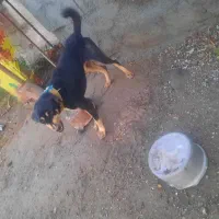 سگ رودان|سگ|رودان, |دیوار