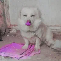 سگ و حیوانات خانگی|سگ|اسلامآباد غرب, |دیوار