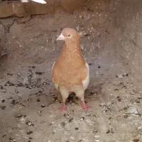 کفتر نر کاکلی|پرنده|تهران, دولتخواه جنوبی|دیوار